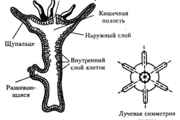 Кракен shop